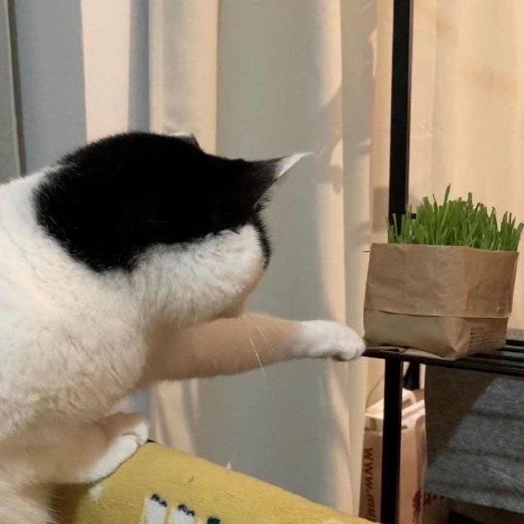 猫と猫草