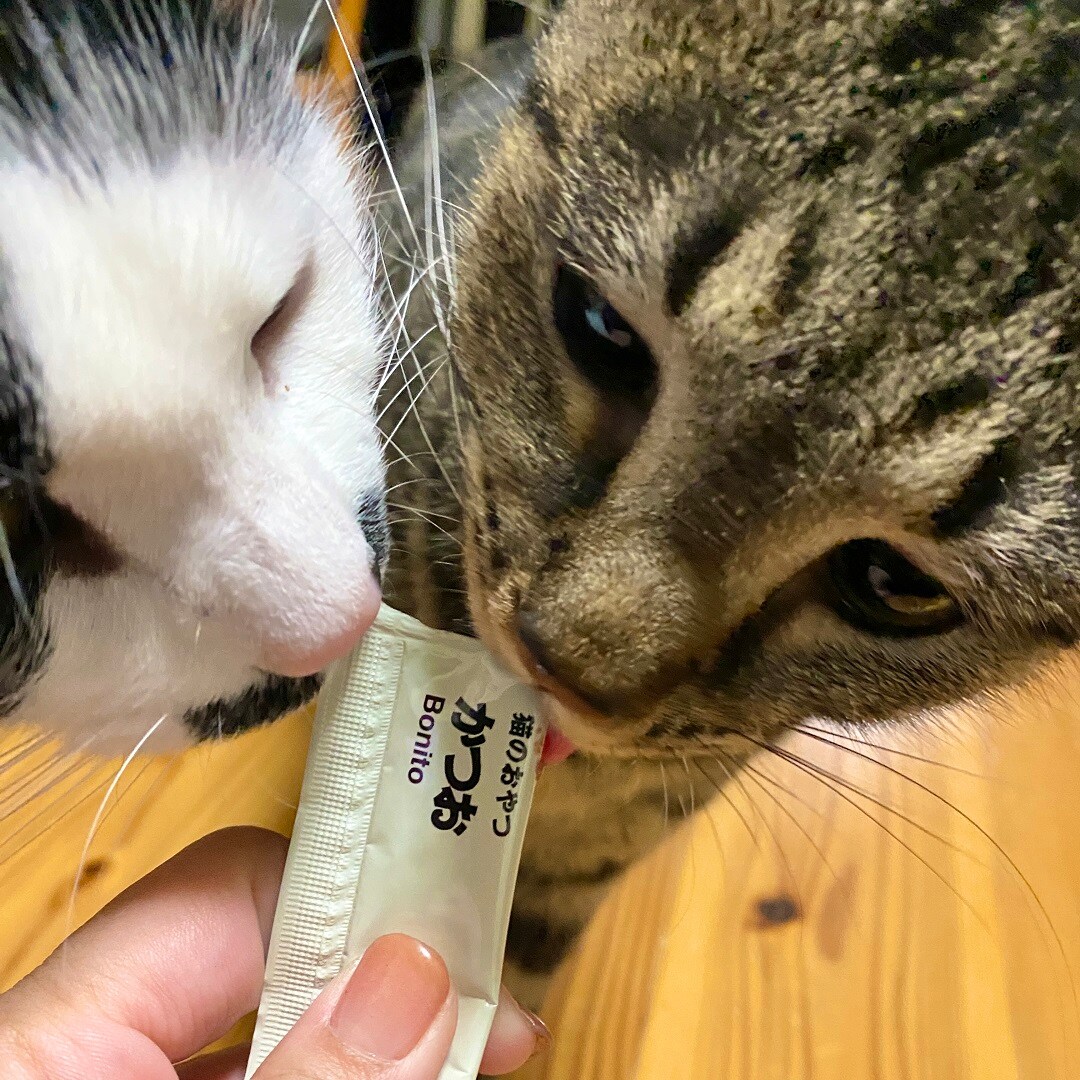 【アトレ川越】猫がハマるおやつ