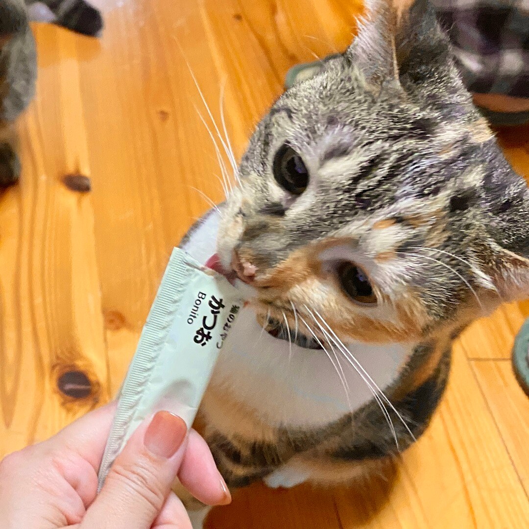 【アトレ川越】猫がハマるおやつ