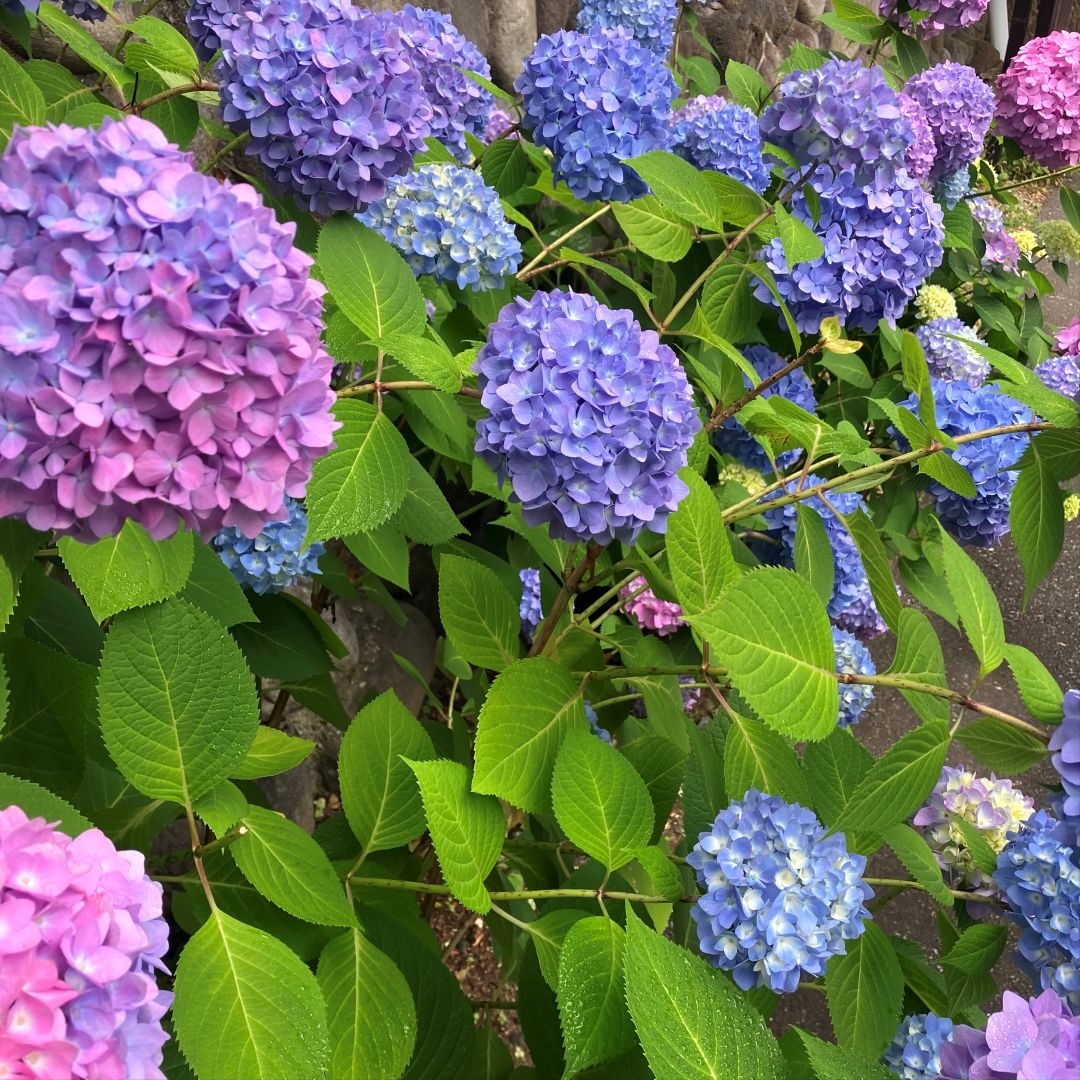 紫陽花