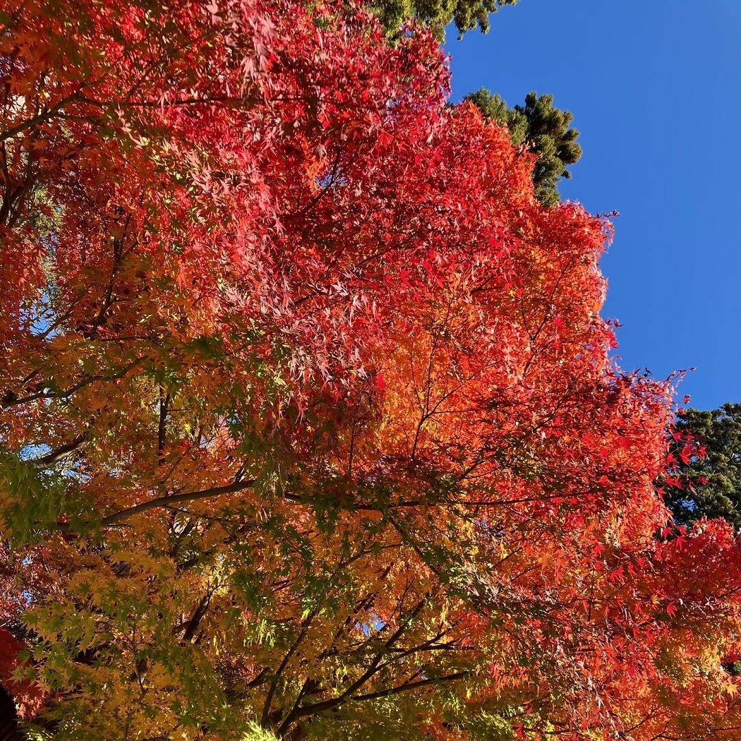 お正月飾り
