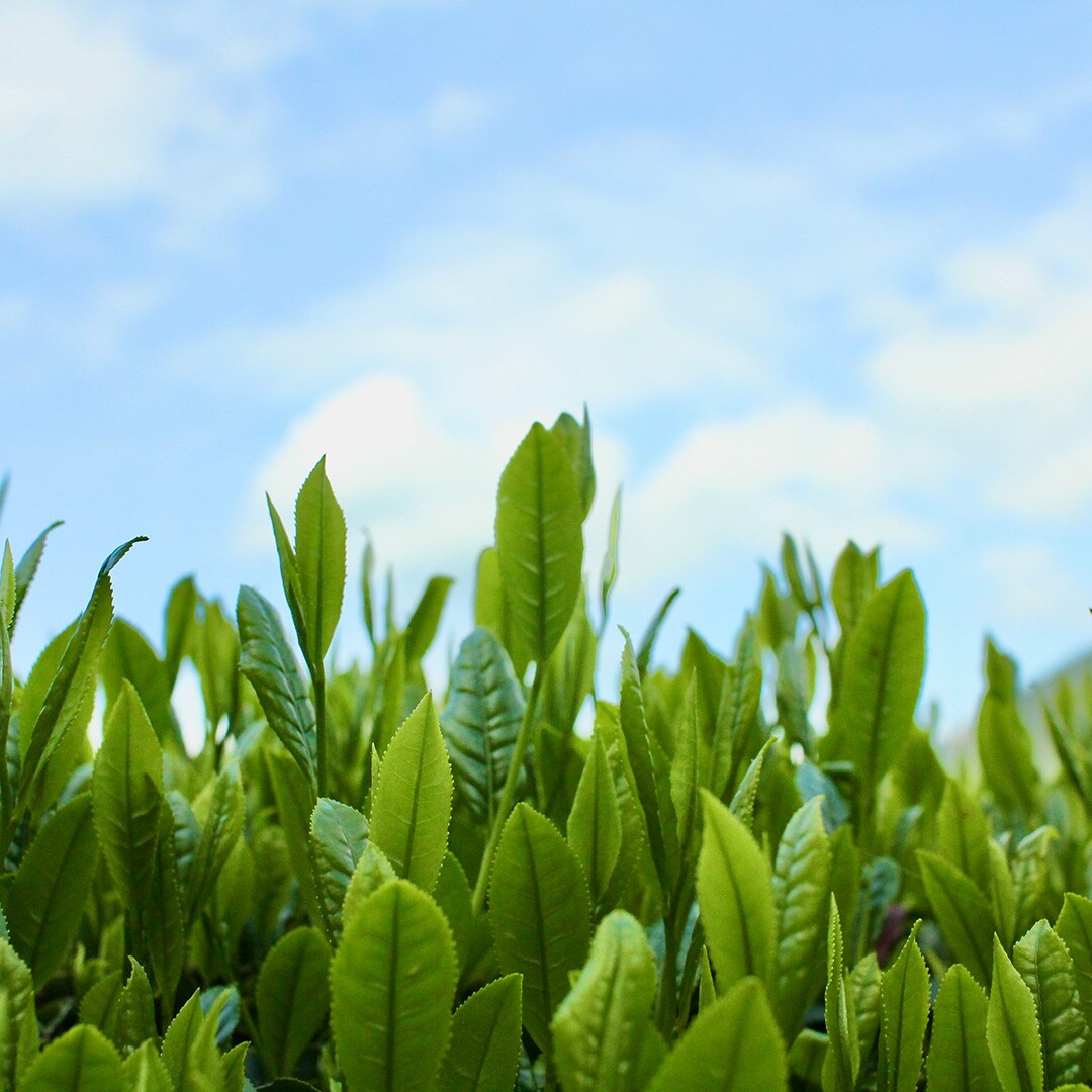 【MUJIcom鎌倉】神奈川県のお茶を使ったミルクハーパー