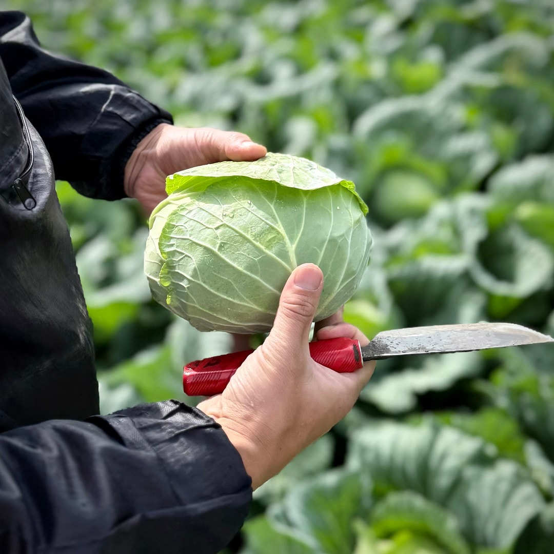 キャベツの写真