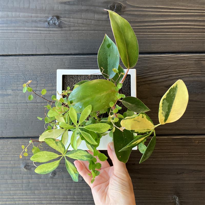 【みのおキューズモール】植物のある暮らしで涼やかに。