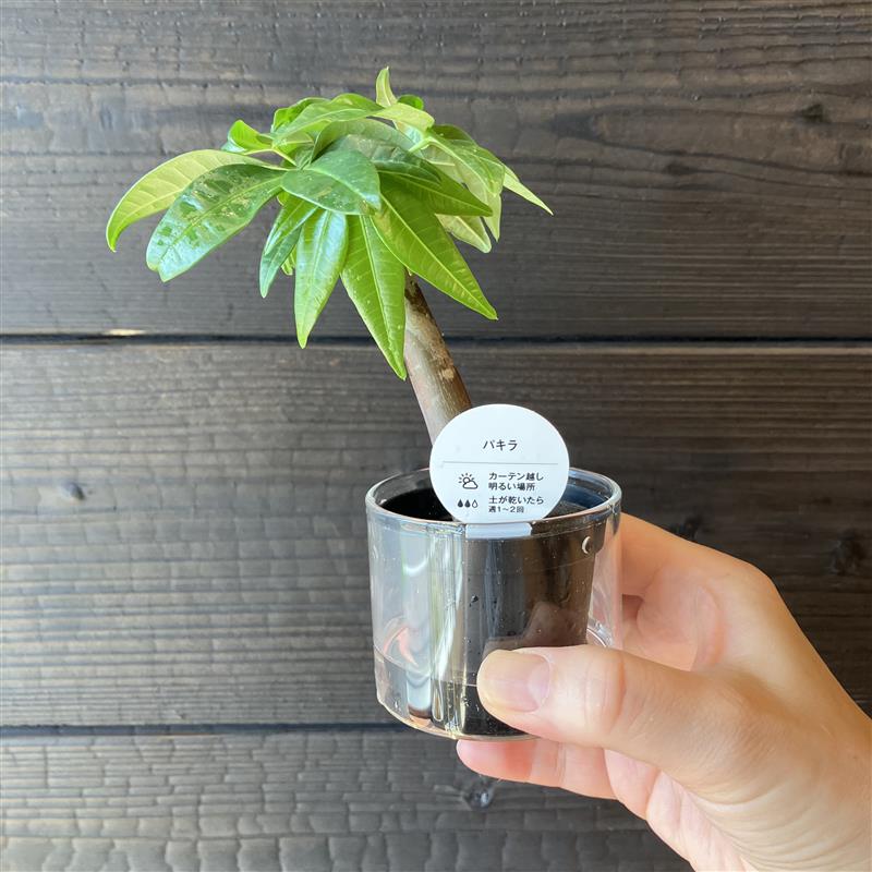 【みのおキューズモール】植物のある暮らしで涼やかに。