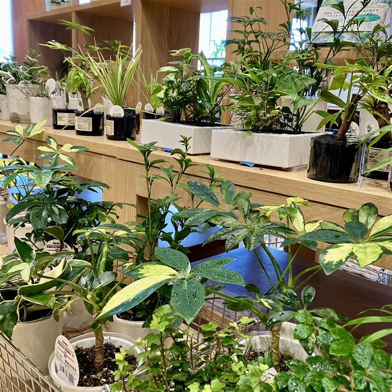 【みのおキューズモール】植物のある暮らしで涼やかに。