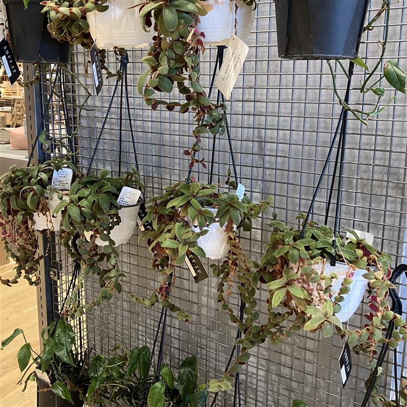 【みのおキューズモール】植物のある暮らしで涼やかに。
