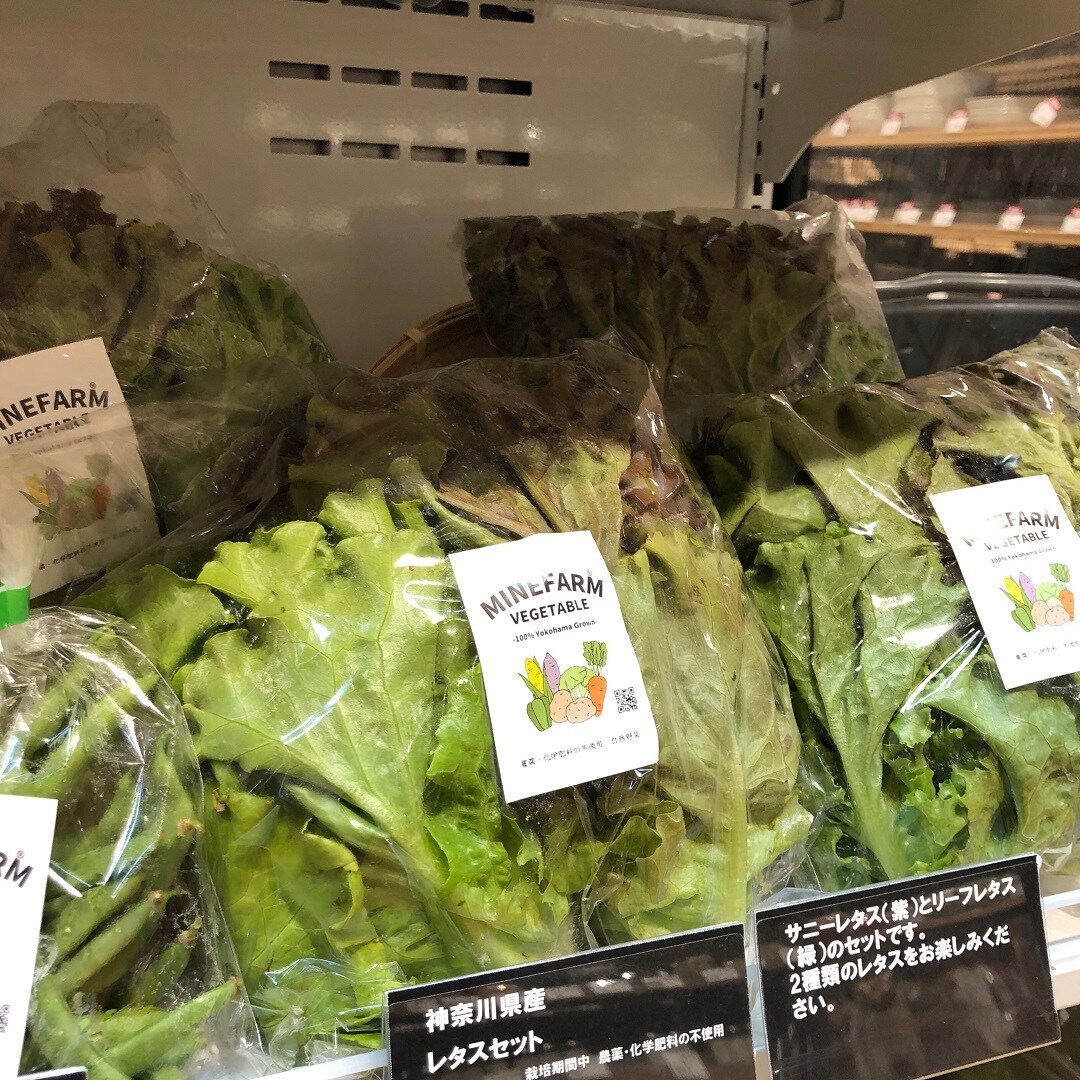 レタスセット