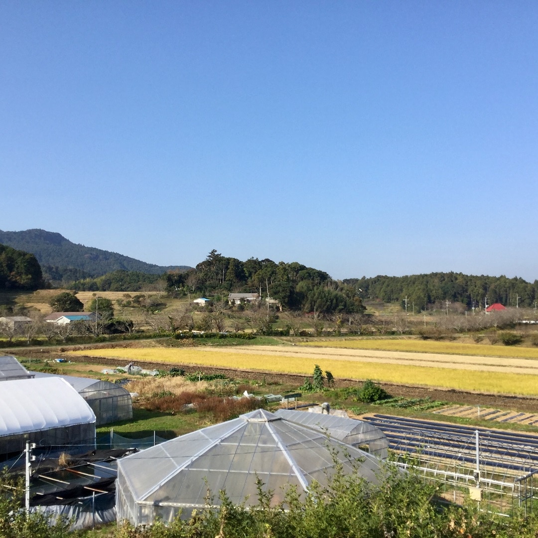 【みんなみの里】桜