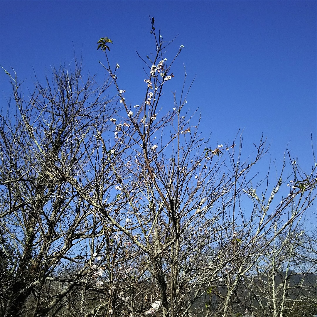 【みんなみの里】桜