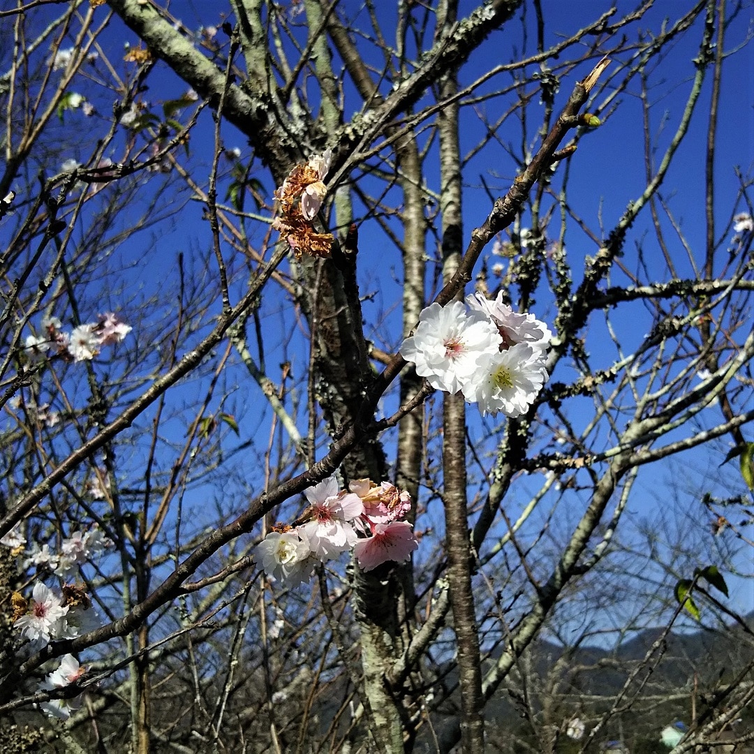 【みんなみの里】桜