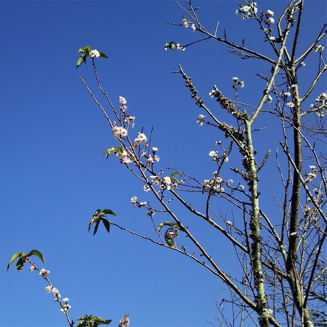 【みんなみの里】桜