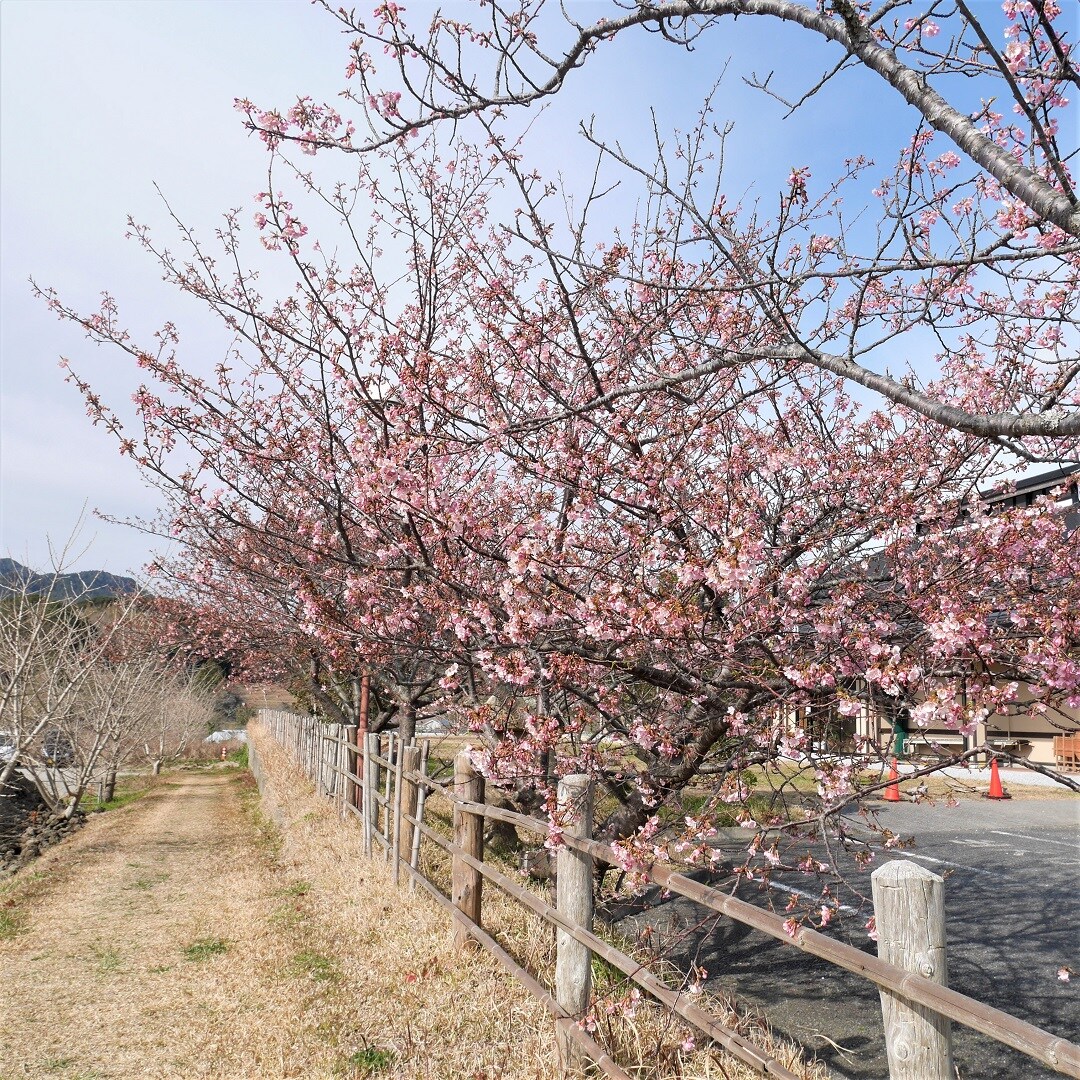 【みんなみの里】河津桜