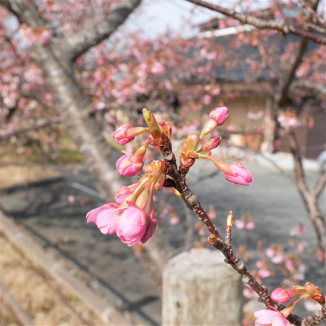 【みんなみの里】河津桜