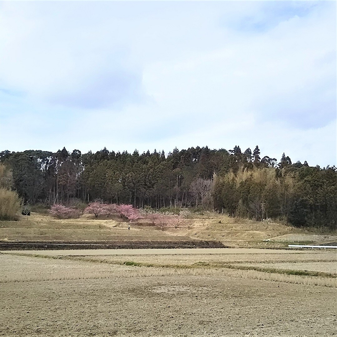 【みんなみの里】河津桜