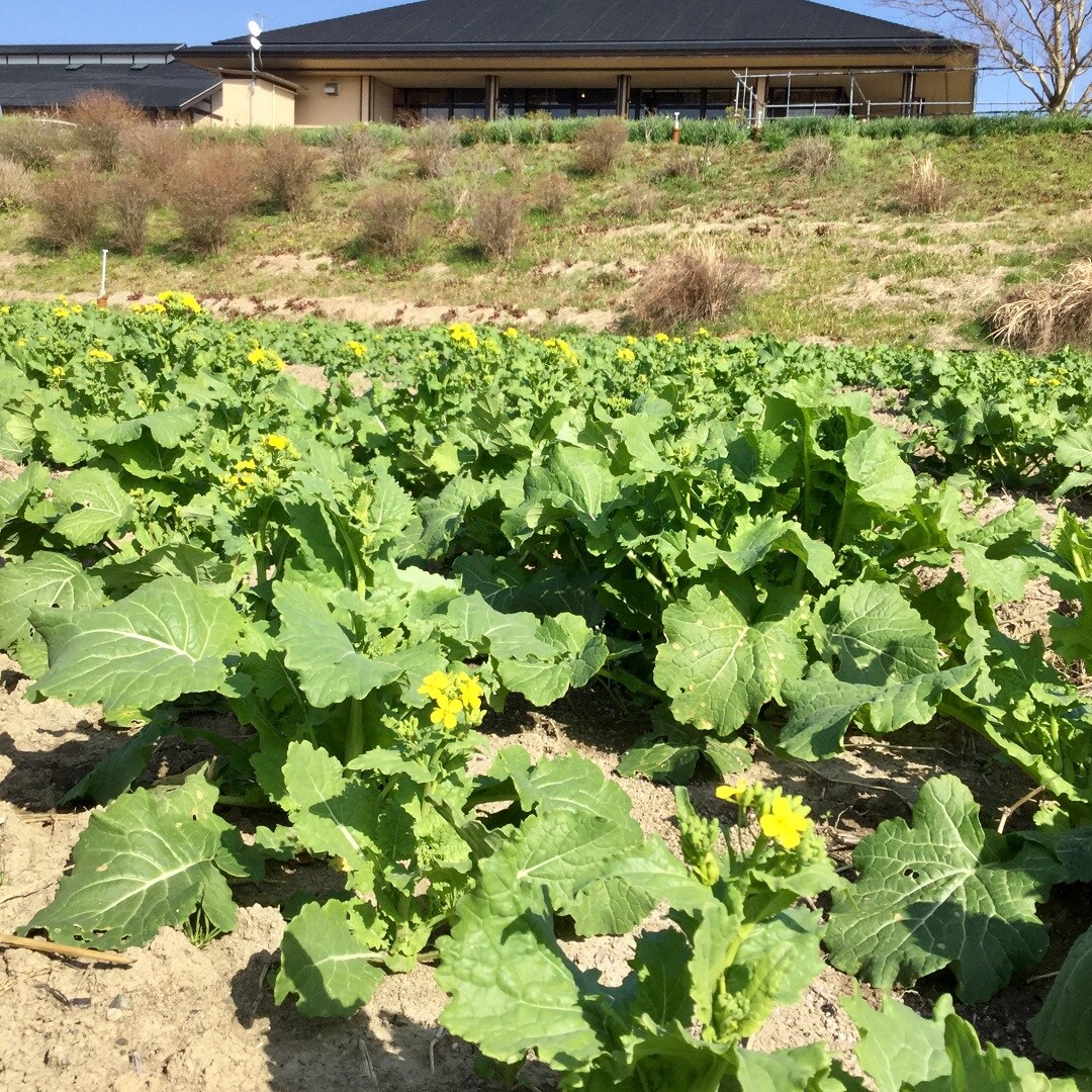 【みんなみの里】菜花つかみ取り