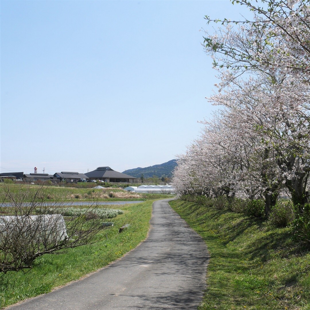 【みんなみの里】桜