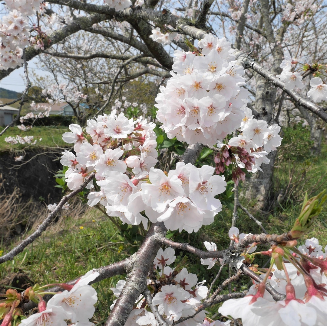 【みんなみの里】桜