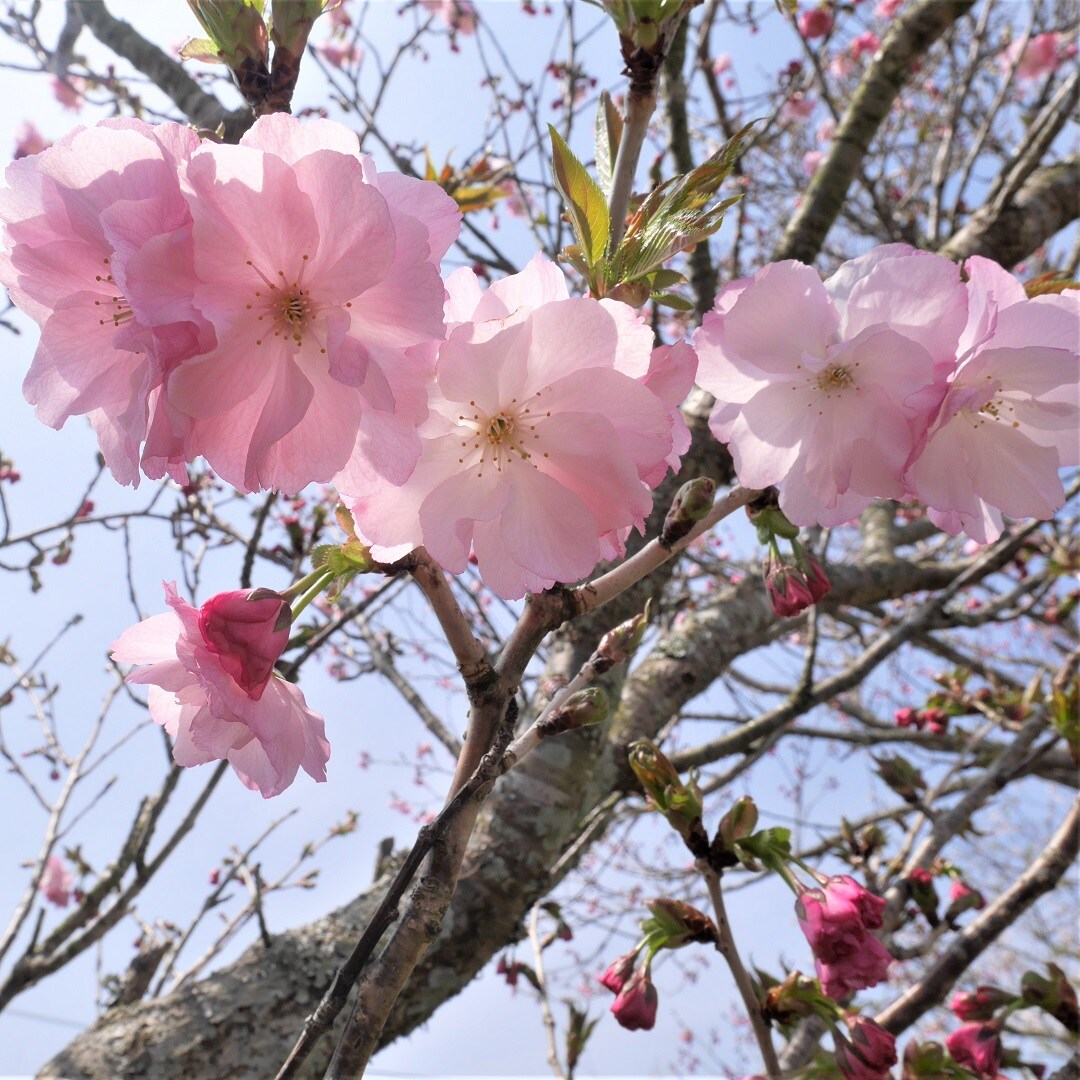 【みんなみの里】桜