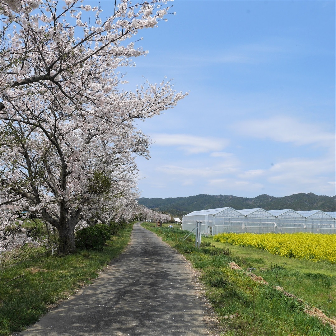 【みんなみの里】桜