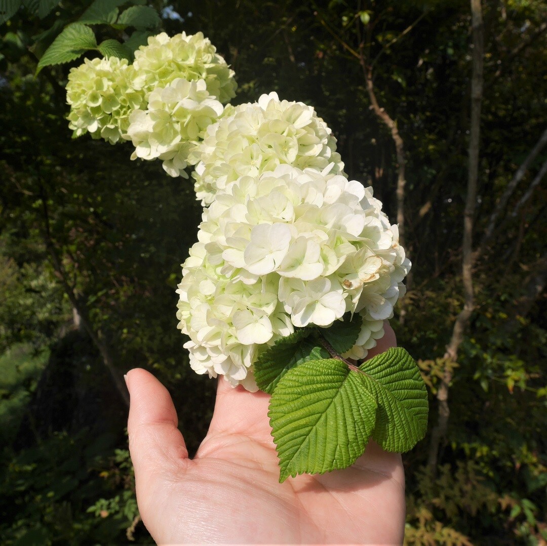 みんなみの里 緑から純白に変わる装飾花 オオデマリ 無印良品