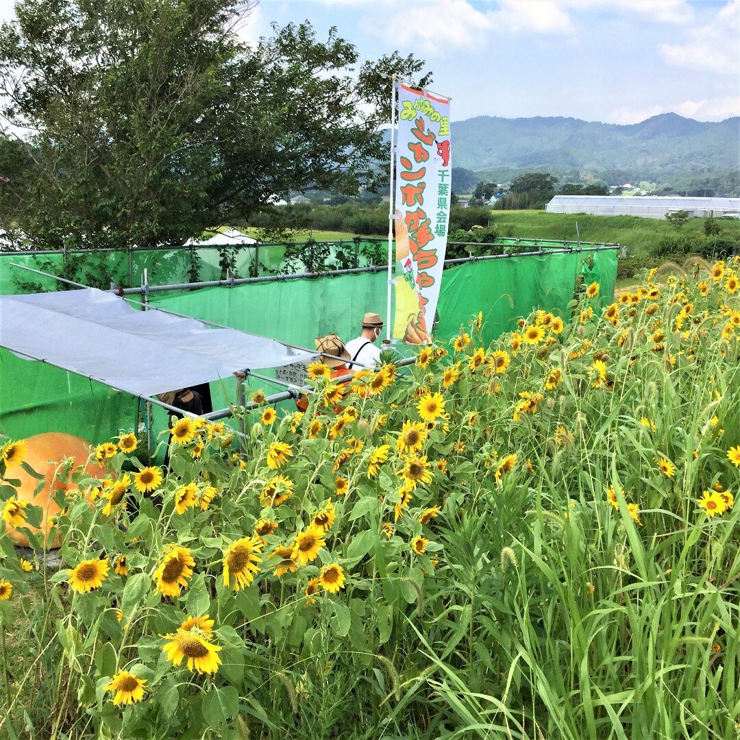 【みんなみの里】ジャンボかぼちゃ
