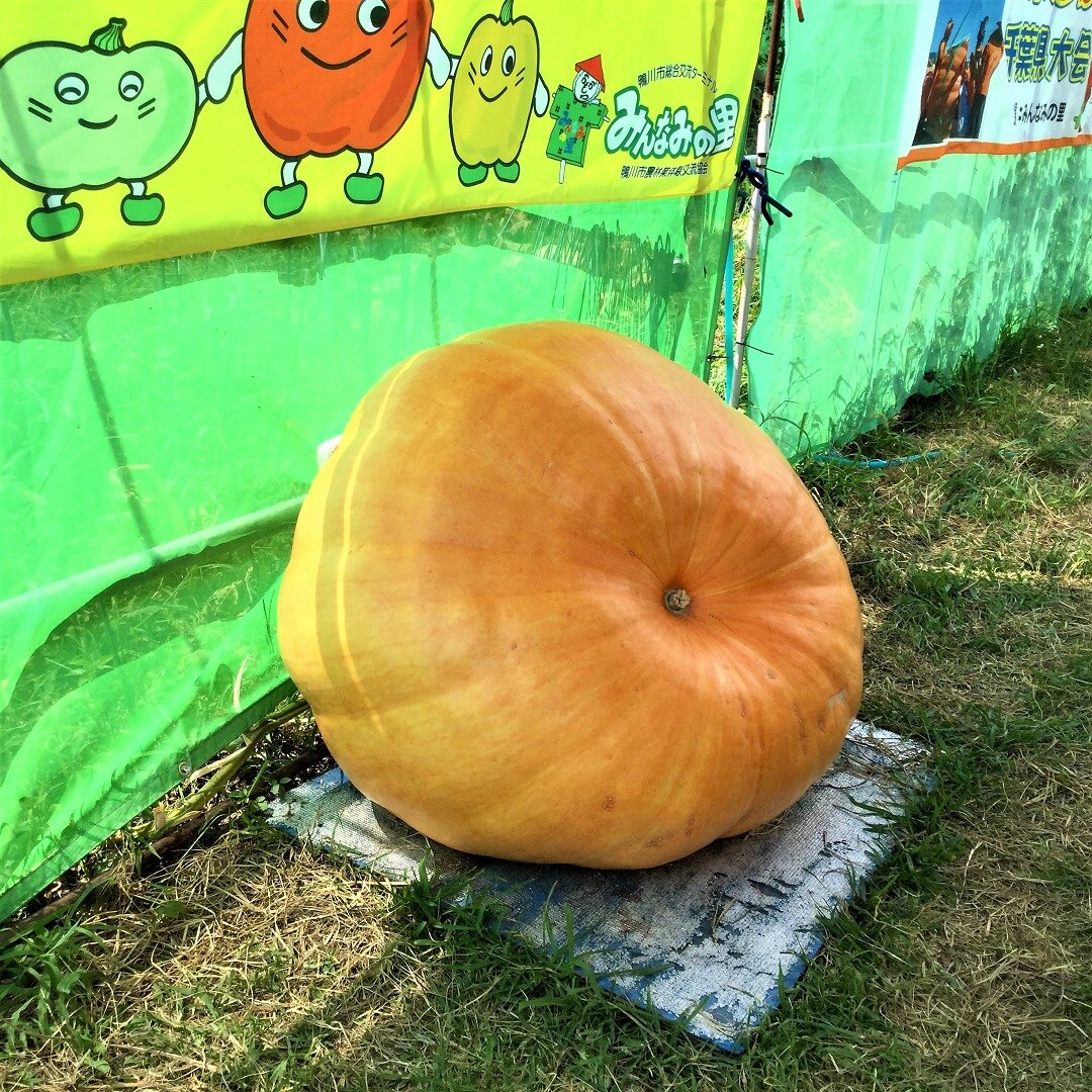 【みんなみの里】ジャンボかぼちゃ
