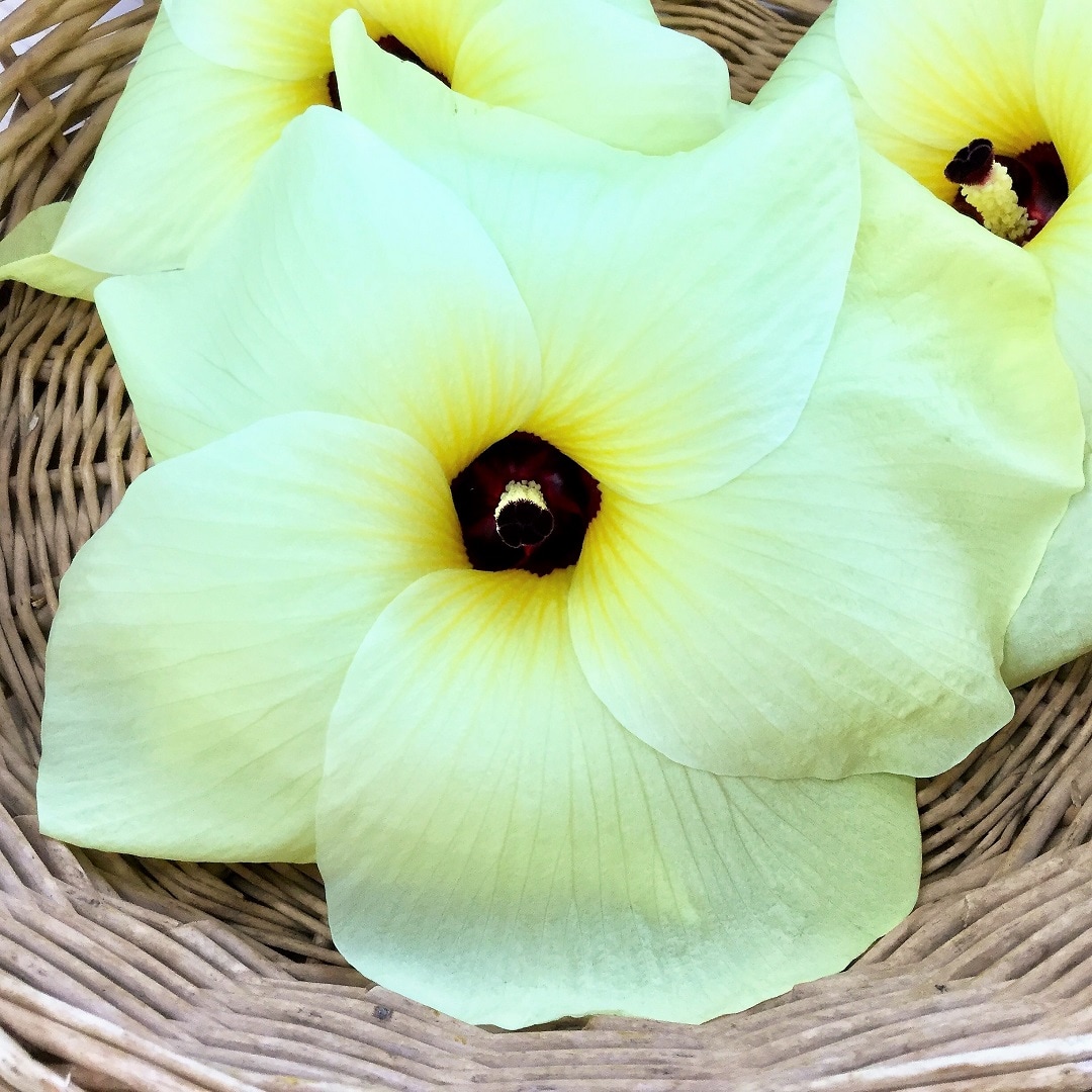 みんなみの里 食べられる美しい花 花オクラ 無印良品