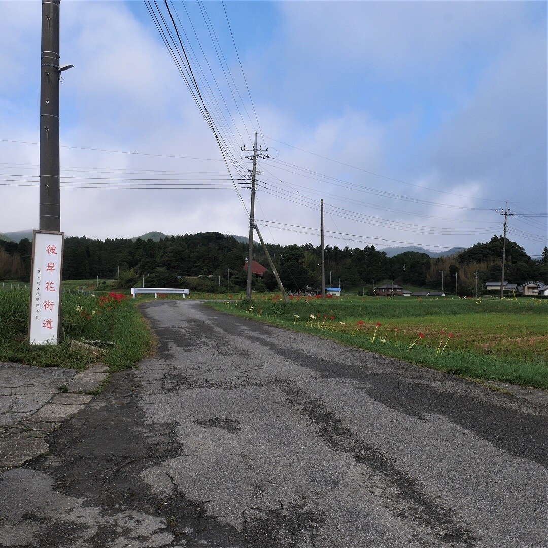 【みんなみの里】彼岸花街道