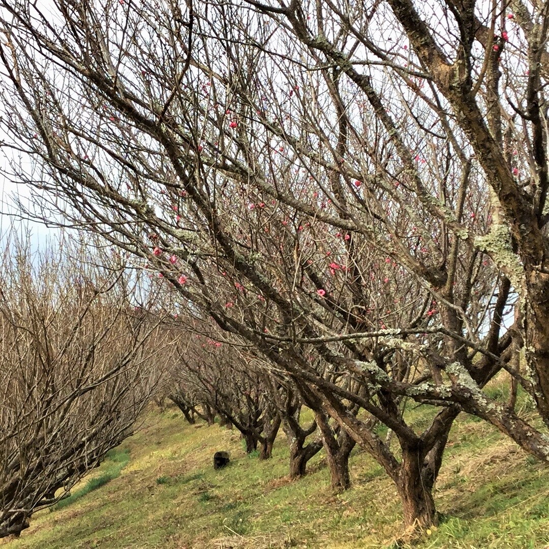 【みんなみの里】梅開花