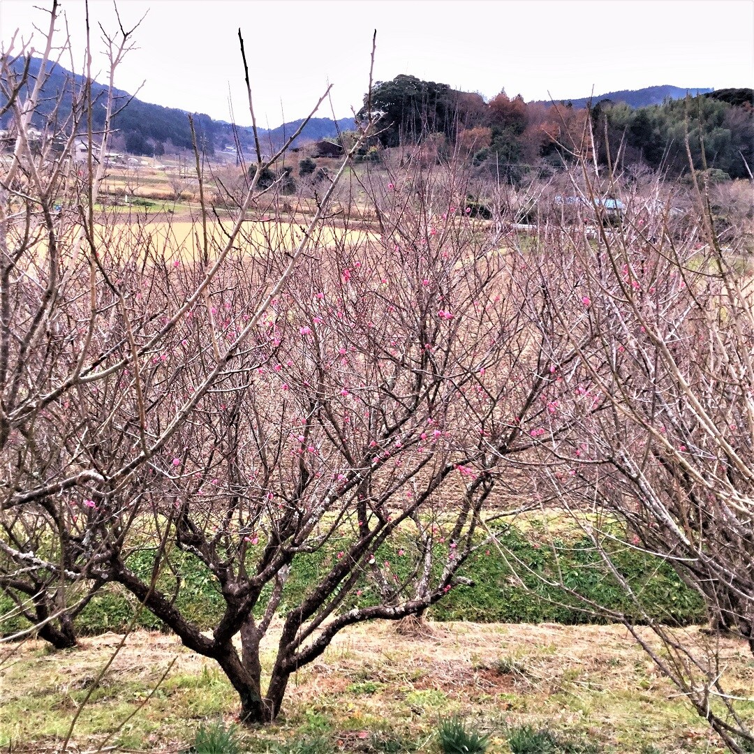 【みんなみの里】梅開花