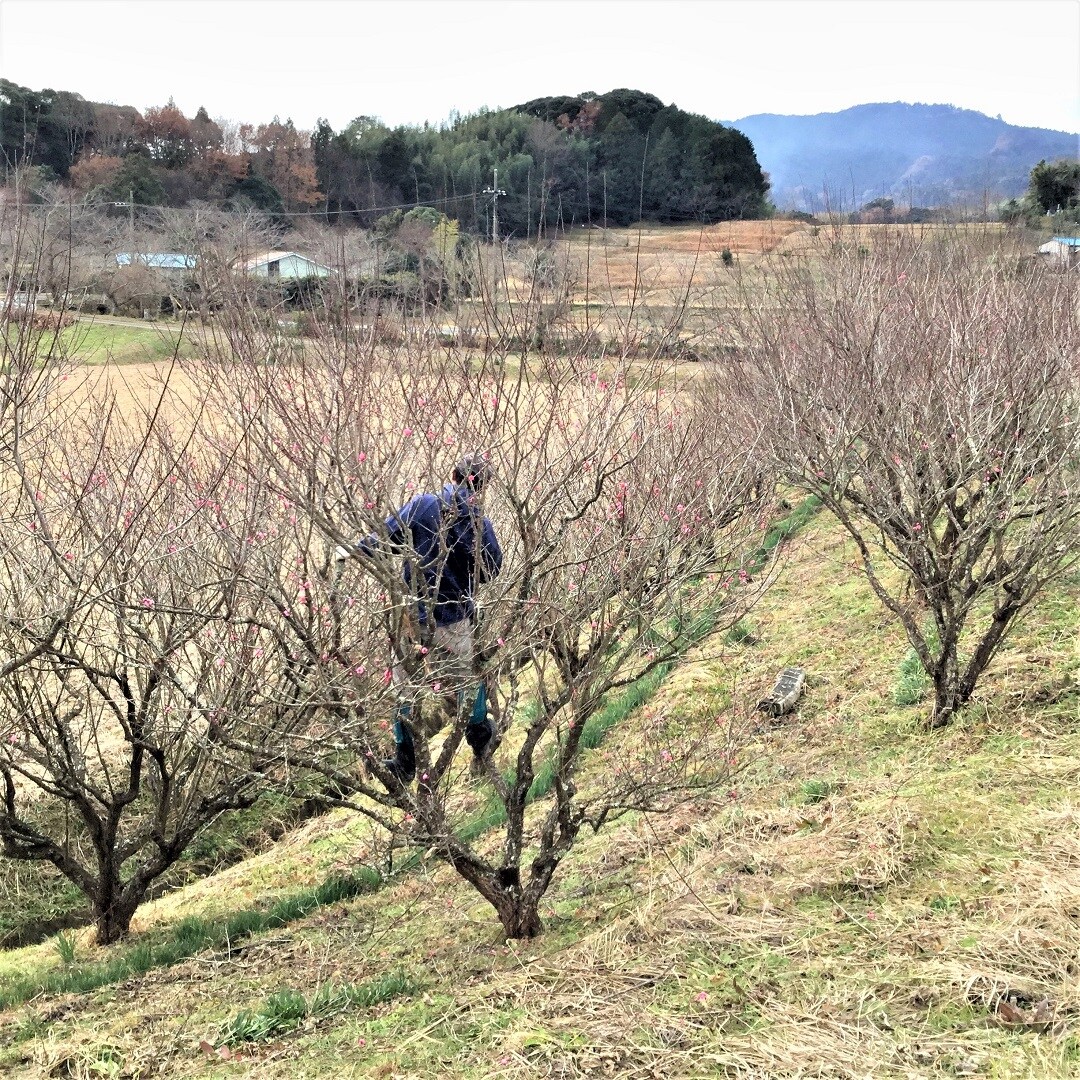 【みんなみの里】梅開花