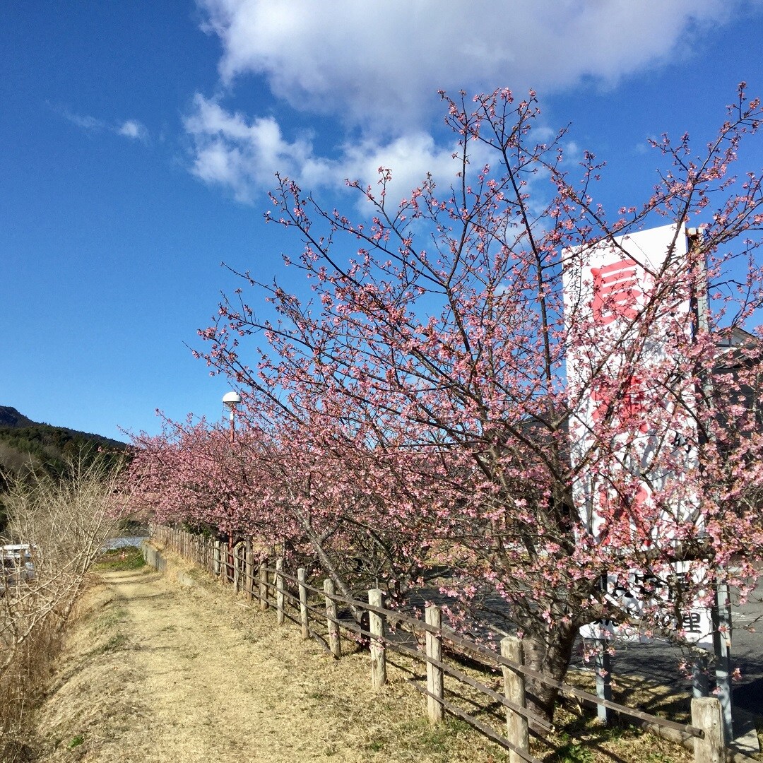 【みんなみの里】河津桜