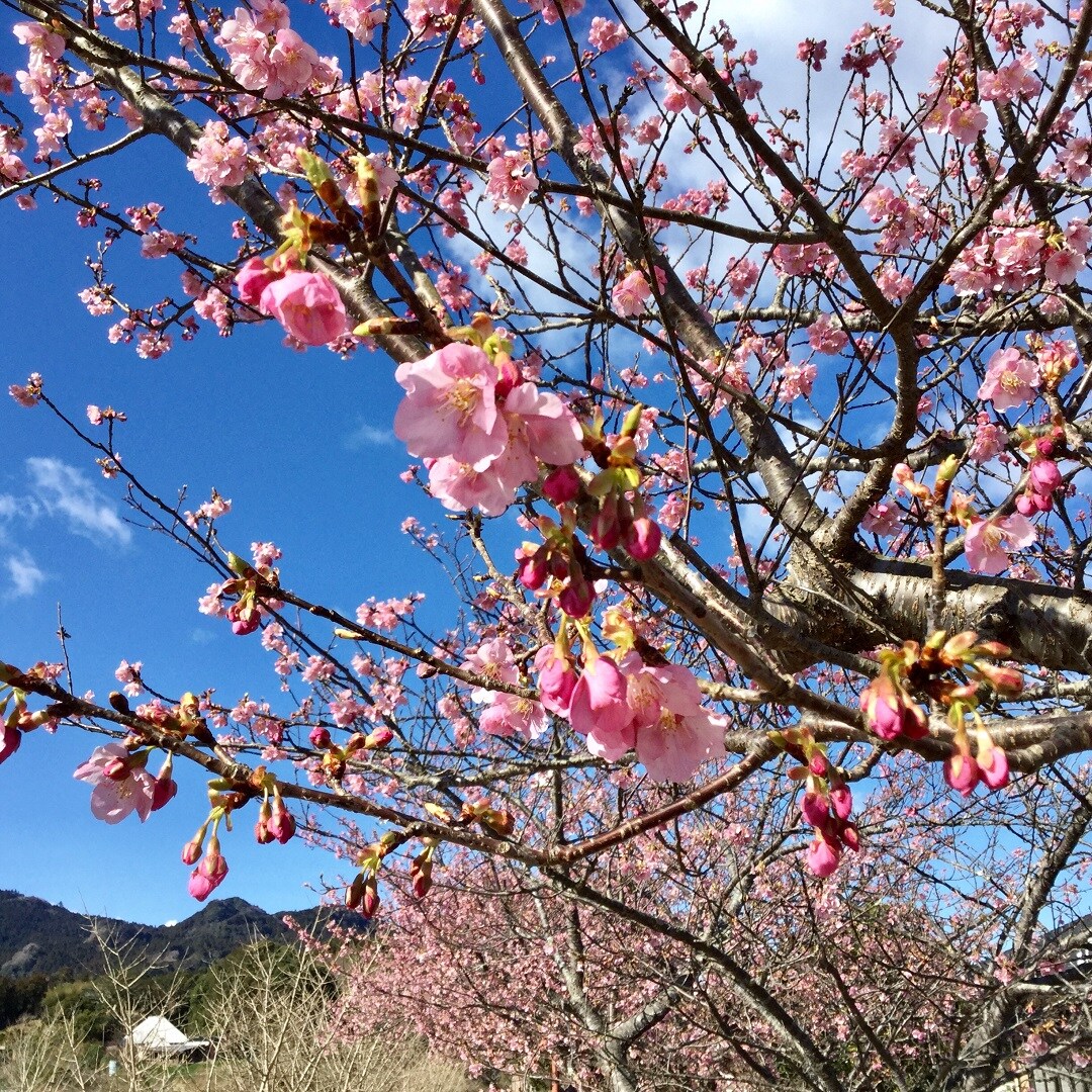 【みんなみの里】河津桜