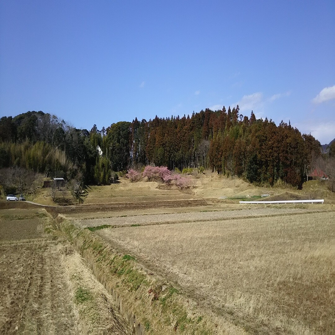 【みんなみの里】河津桜