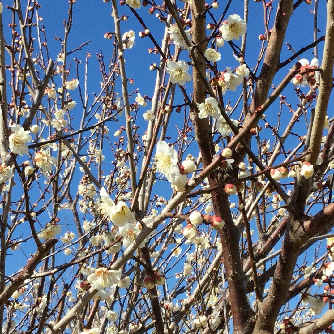 【みんなみの里】河津桜