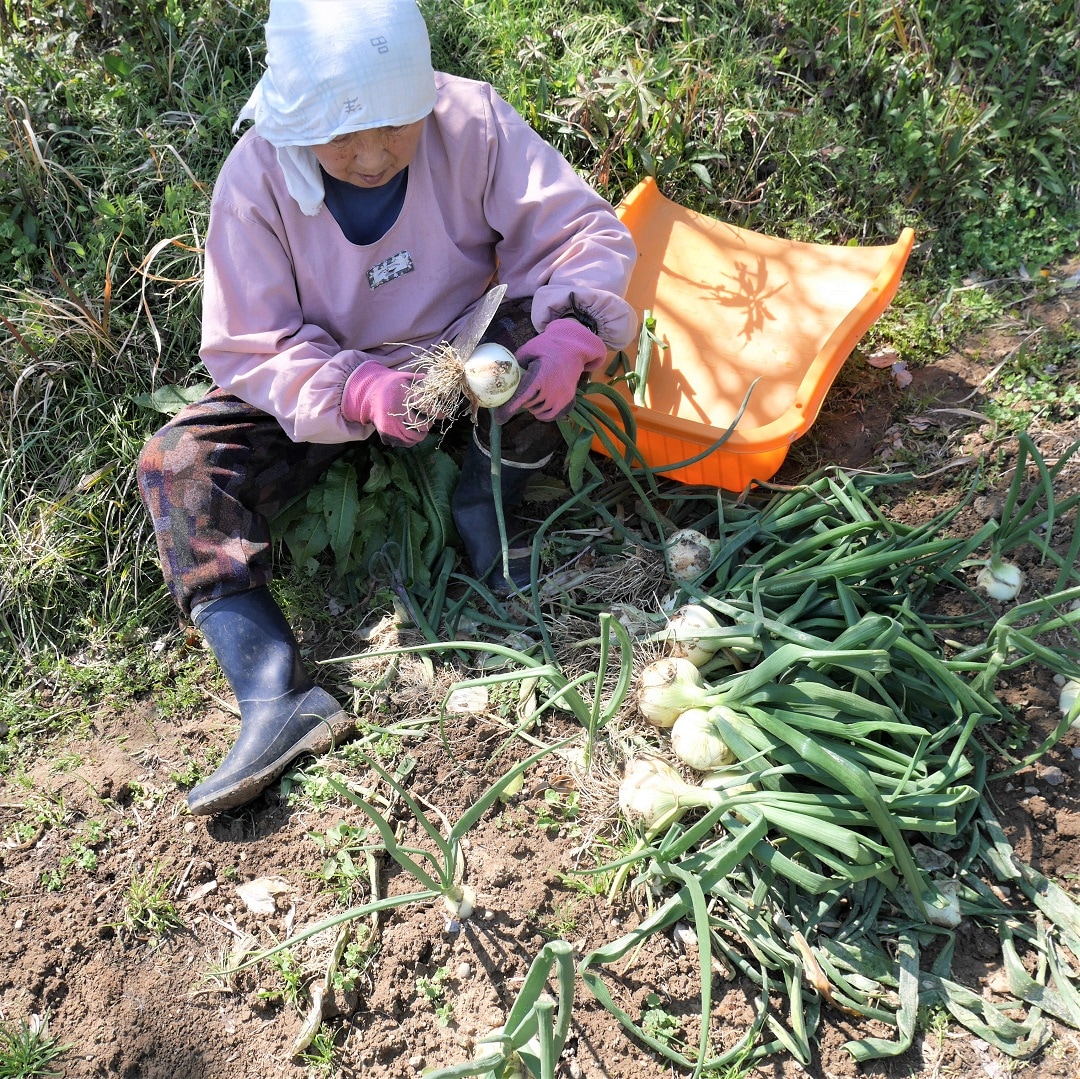 【みんなみの里】玉ねぎ