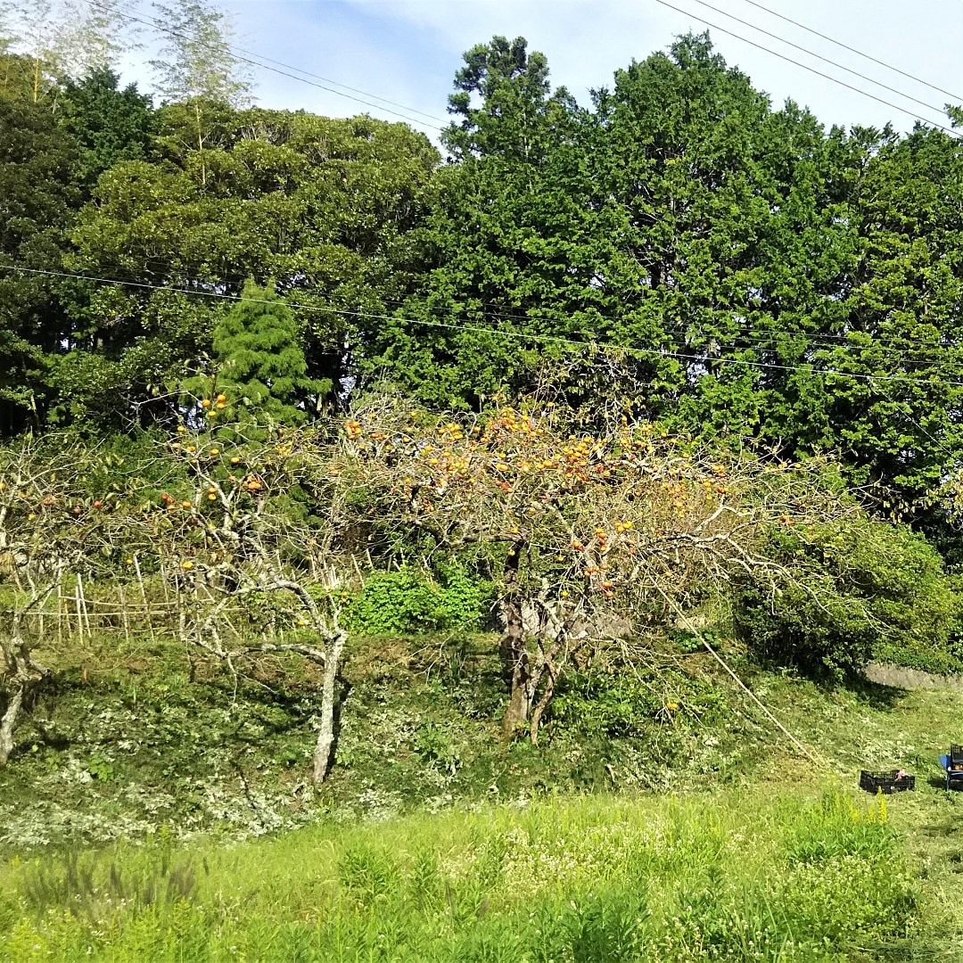 【みんなみの里】干し柿