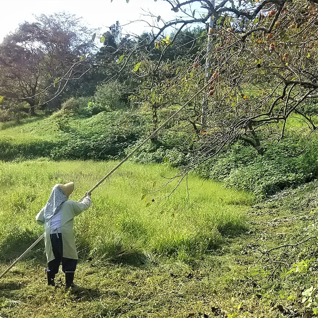 【みんなみの里】朝採れ