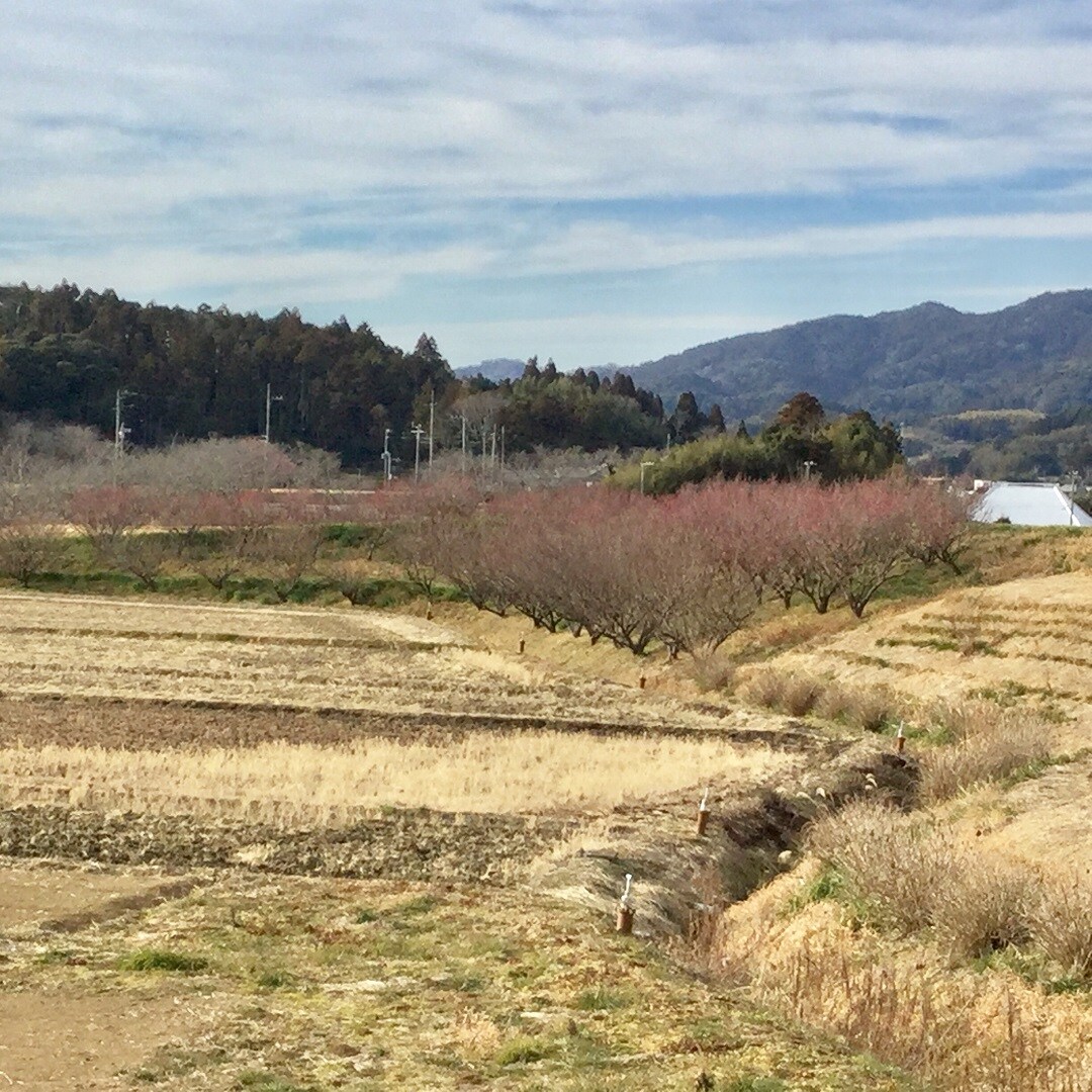 【みんなみの里】紅梅