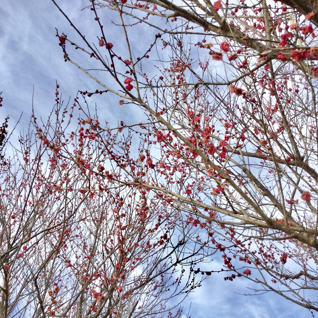 【みんなみの里】紅梅