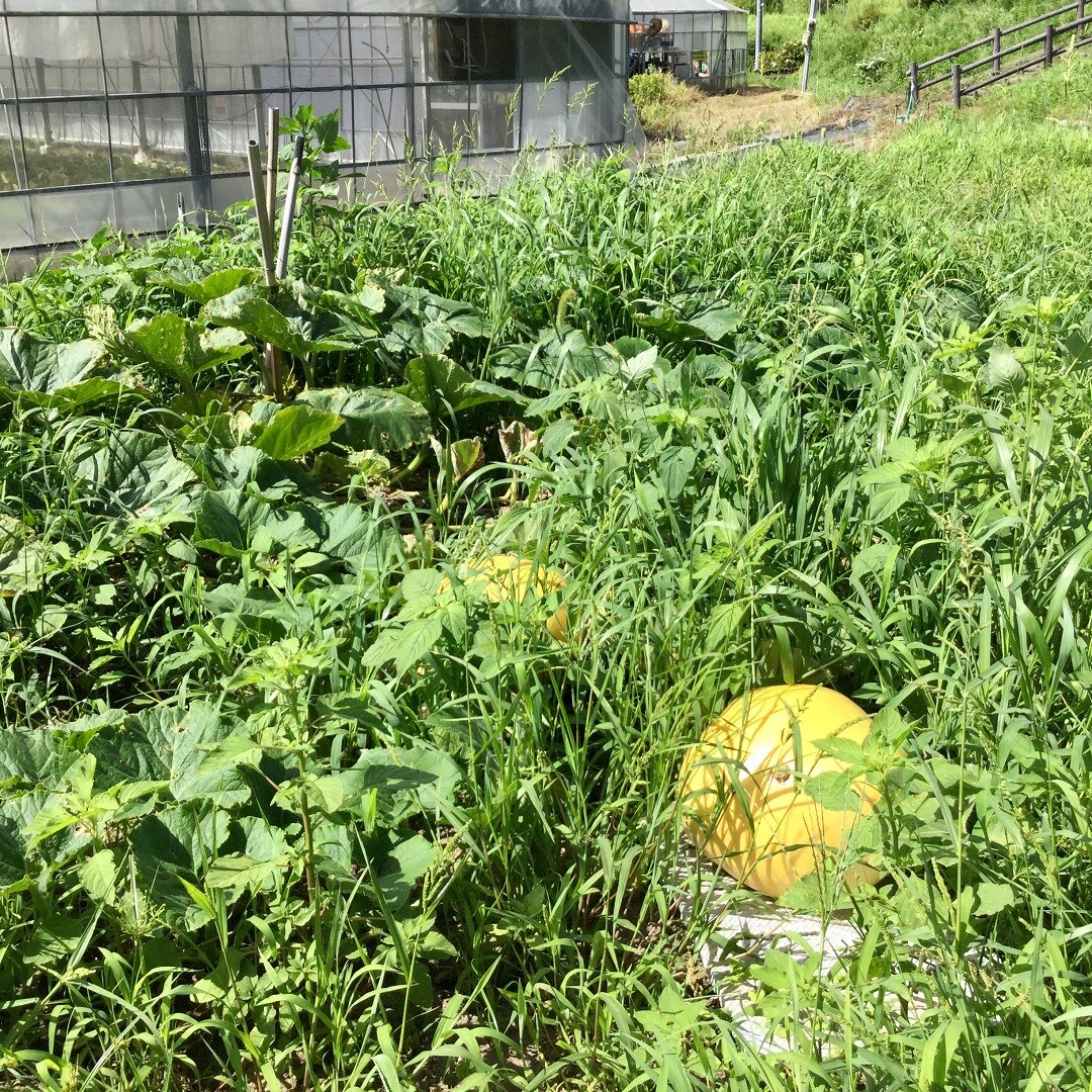 【みんなみの里】ジャンボかぼちゃとヒョウタン生長