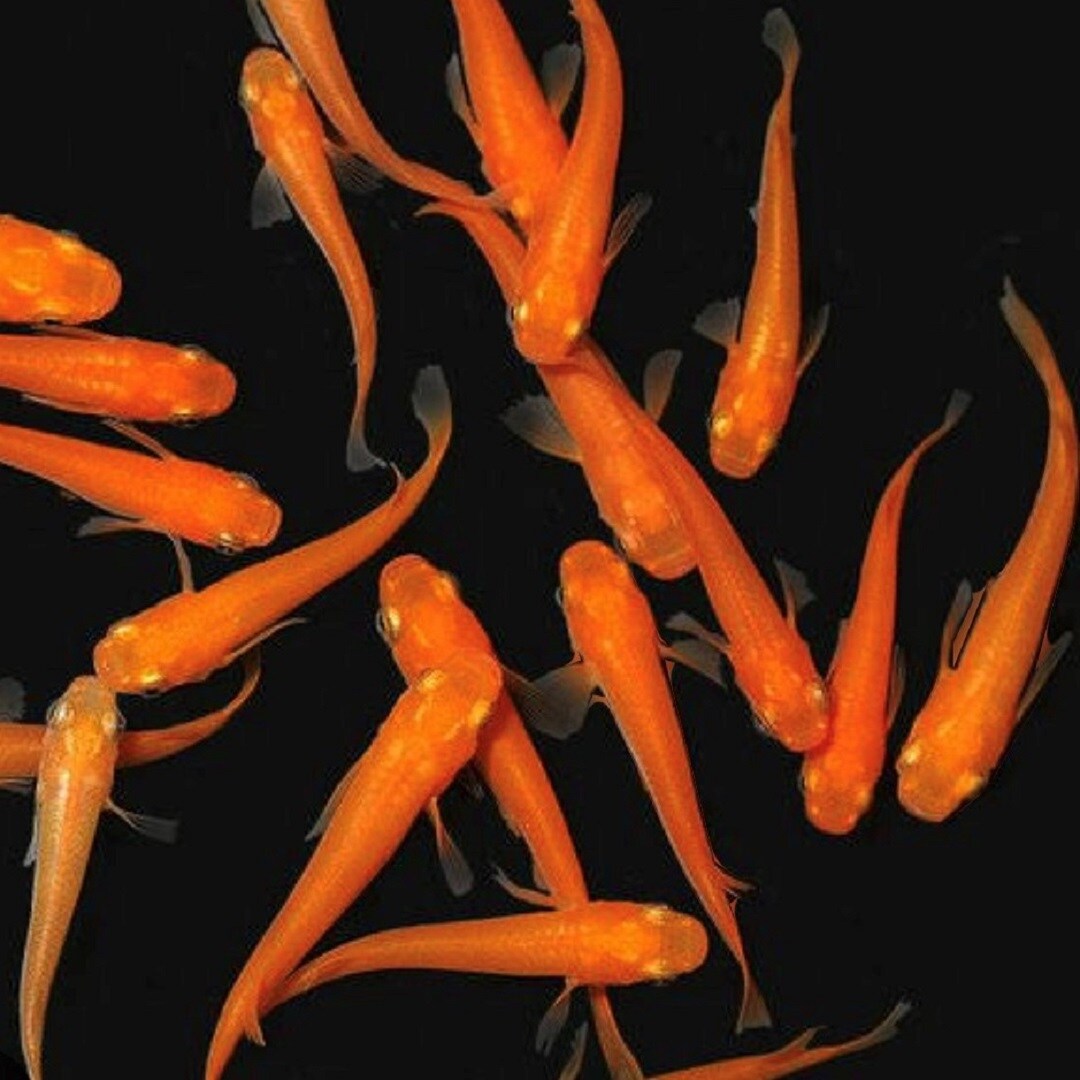金魚すくい