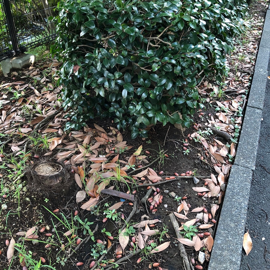 【MUJIcom 光が丘ゆりの木商店街】ピクニックに行きませんか｜秋を見つけにいきましょう