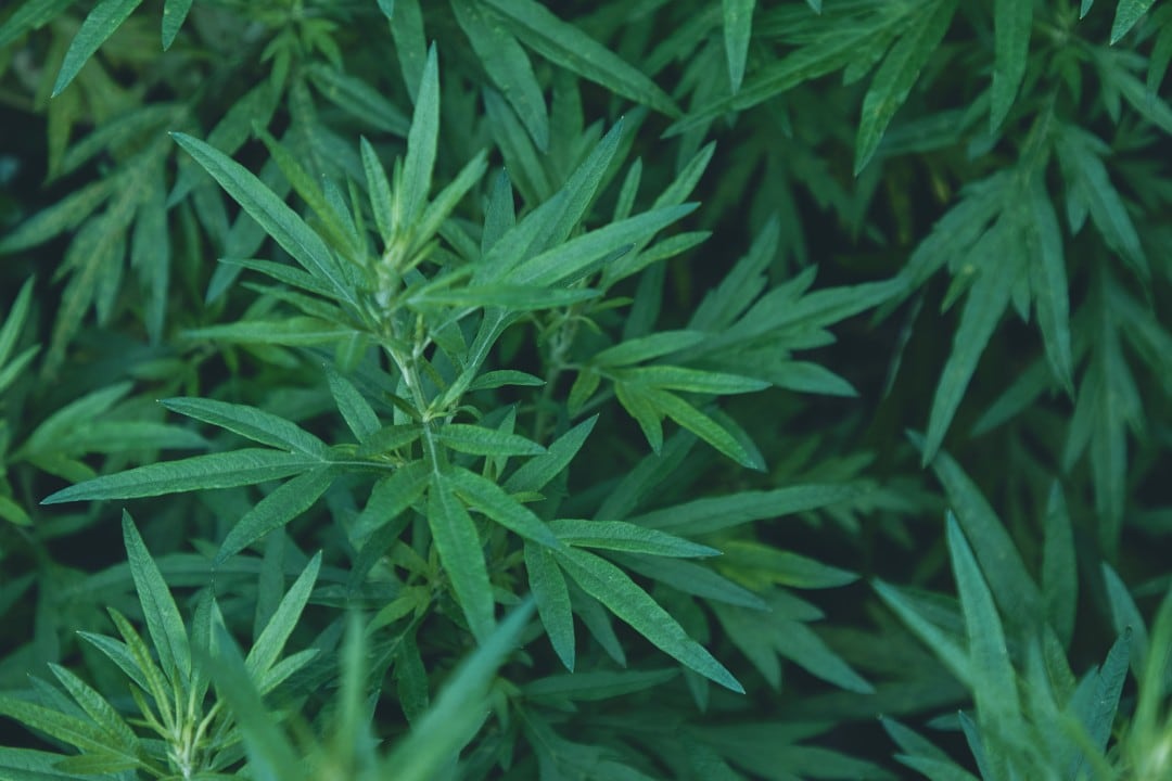 薬草
