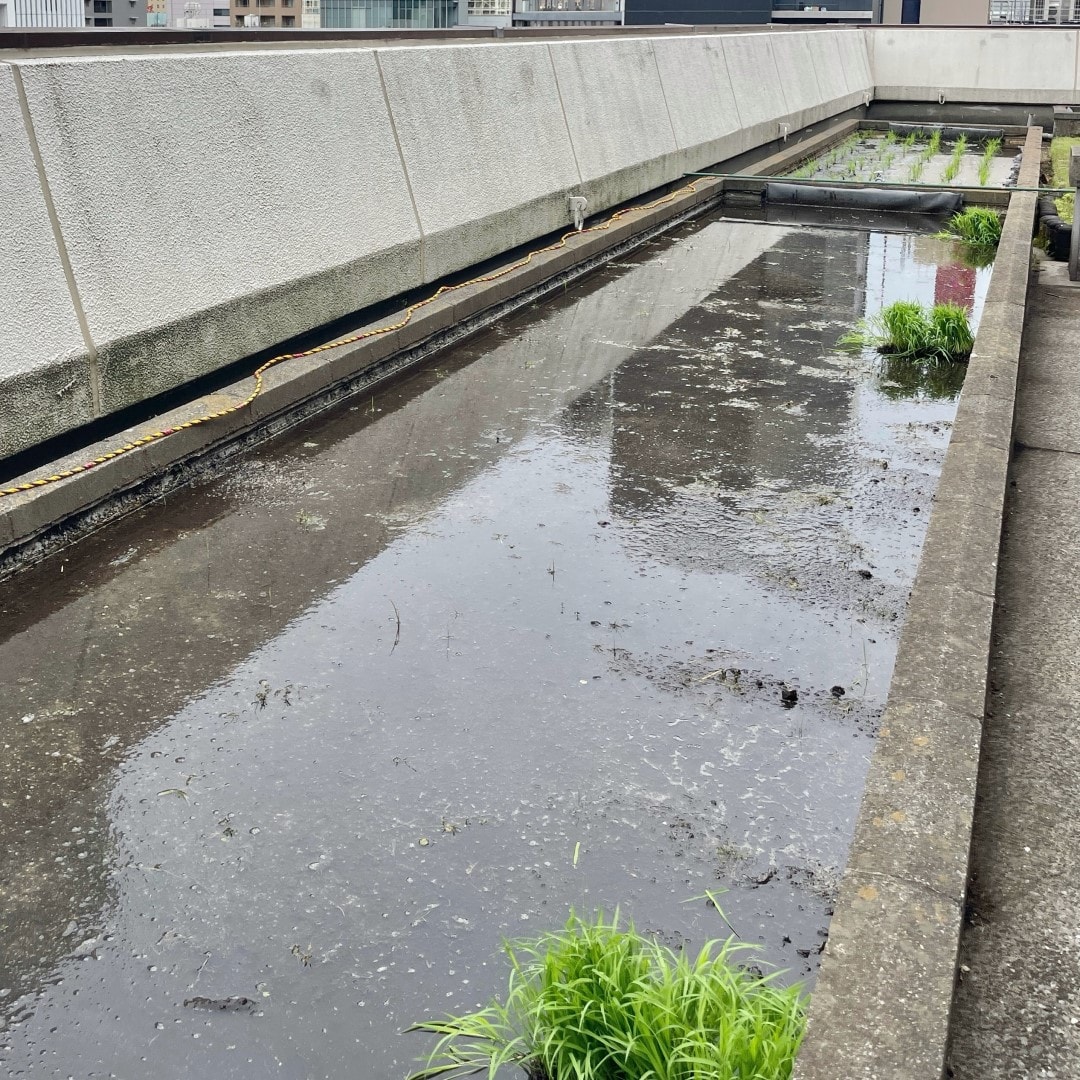 【銀座】銀座で田植え体験