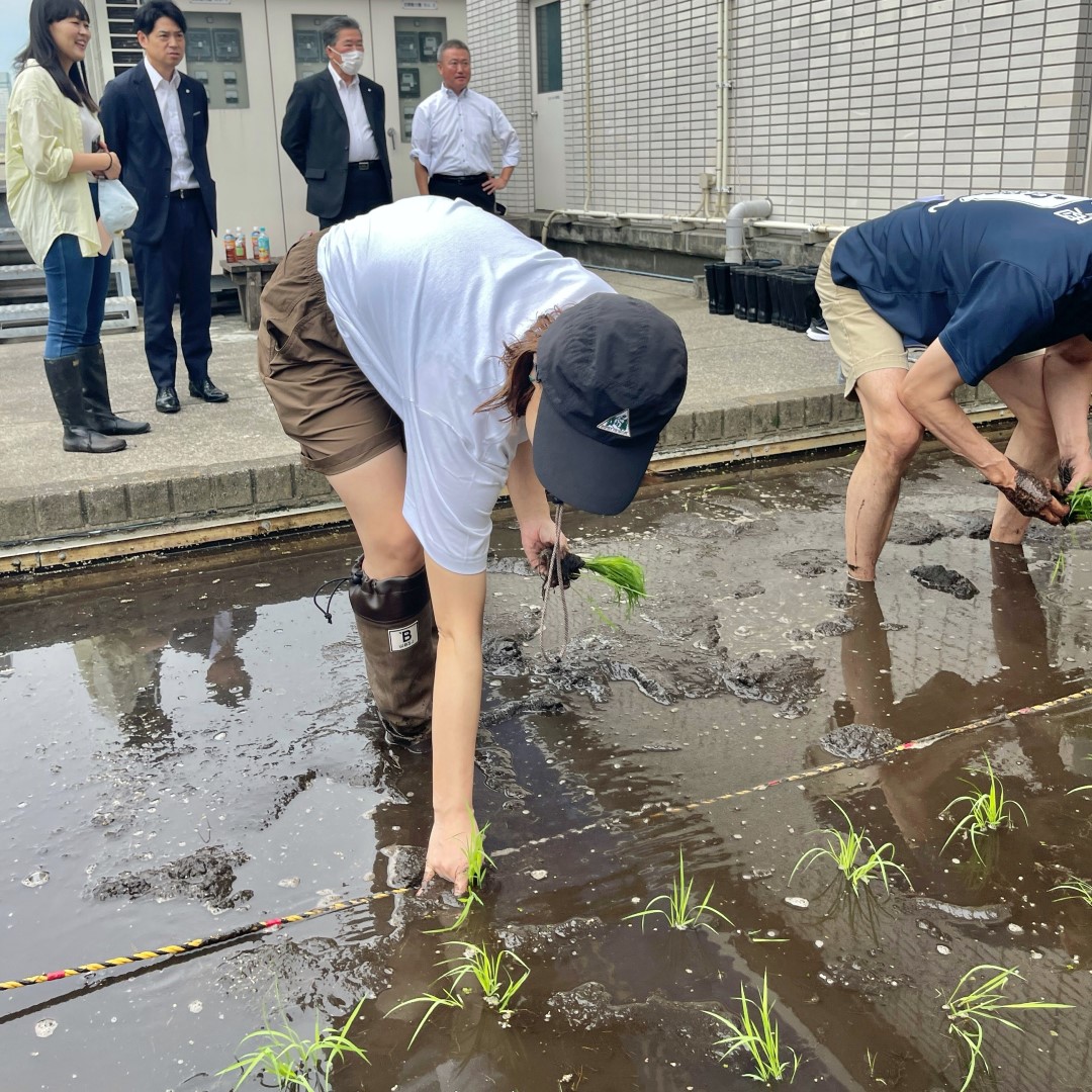 【銀座】銀座で田植え体験