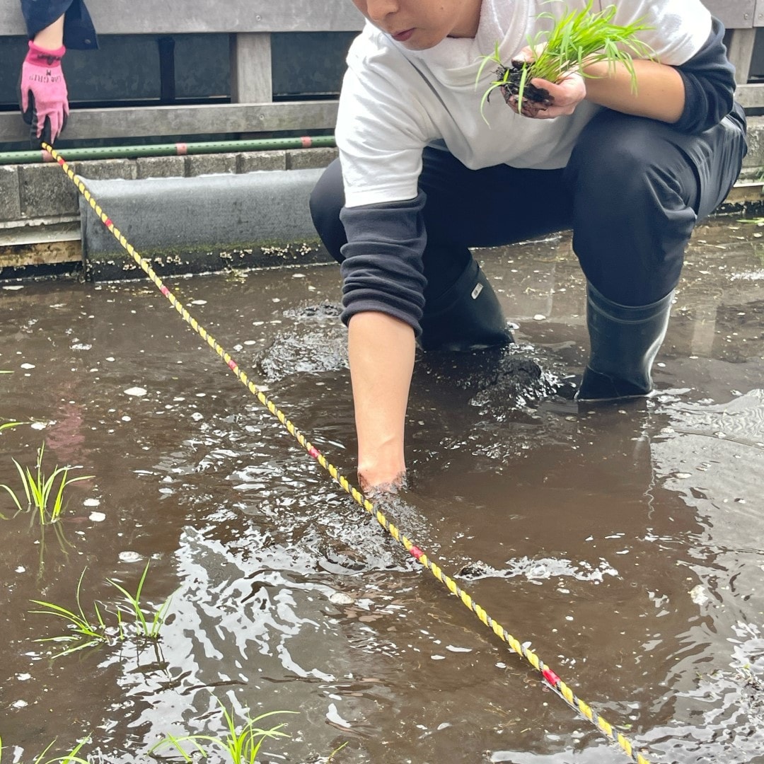 【銀座】銀座で田植え体験
