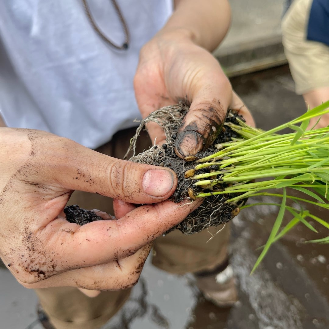 【銀座】銀座で田植え体験