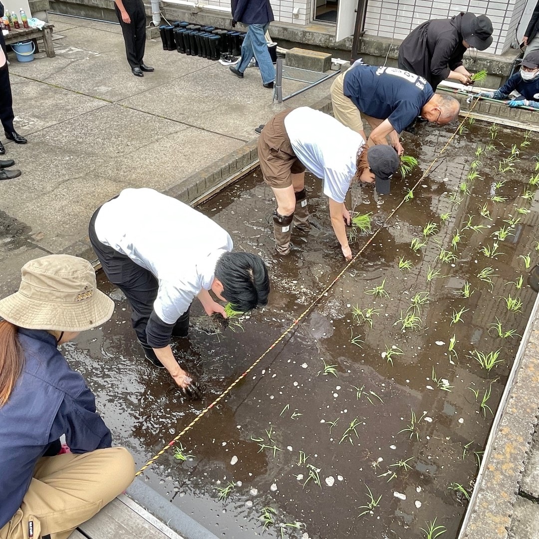 【銀座】銀座で田植え体験